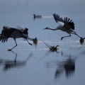 Migrating Cranes reflected in the waters of the Hula Lake conservation area, north of the Sea of Galilee, in northern Israel
